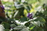 A67I0258