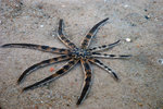 STARFISH