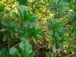 DSC07637