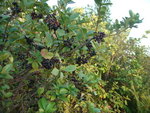 DSC07707