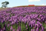 _MG_4533a