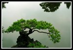 _MG_0453c