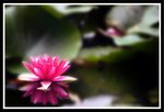 _MG_0458c