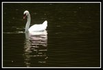 _MG_0785a