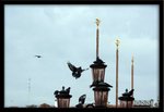 IMG_1174a