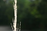 IMG_6035