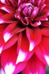 bgflower