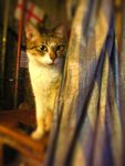 PICT1227-tiltshift