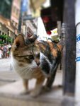 PICT1280-tiltshift_head