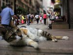 PICT1281-tiltshift