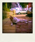 P1170500-pola
