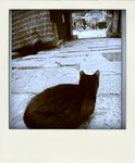 ap_20080208111057941-pola