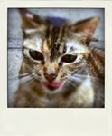 ap_20090525095036813_jpg-tiltshift-pola