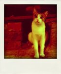 z162871157-pola