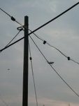 P1210959
-birdie on the wire