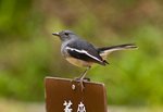 IMG_5655