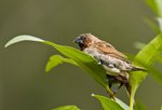 IMG_5806