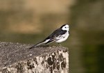 IMG_6167