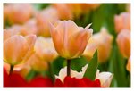 IMG_1617