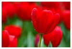 IMG_1620