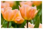 IMG_1622