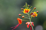 IMG_1158_1