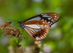IMG_8411