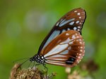 IMG_8417