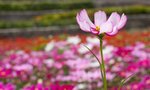 IMG_9384