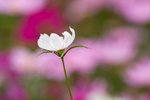 IMG_9388