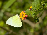 IMG_0065
