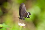 IMG_0081
