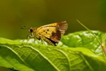 IMG_0580