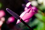 IMG_1043