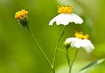 IMG_1052