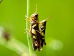 IMG_1185