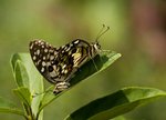 IMG_3749