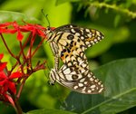 IMG_3779
