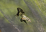 IMG_3799