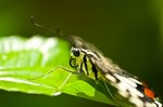 IMG_3811