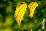 IMG_2809