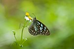 IMG_2974