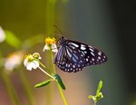 IMG_2975