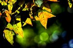 IMG_6345a