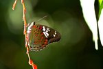 IMG_6411