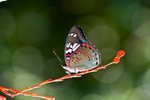 IMG_6420