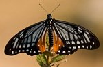 IMG_1058