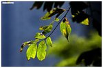 IMG_1303