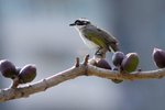 IMG_8187