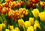 IMG_7245